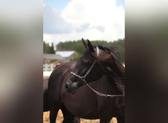 Arabian horses, Mare, 15 years, 15 hh, Black