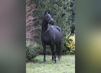 Arabian horses, Mare, 15 years, 15 hh, Black