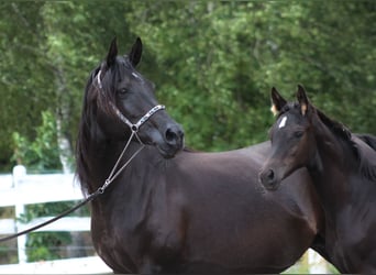 Arabian horses, Mare, 15 years, 15 hh, Black