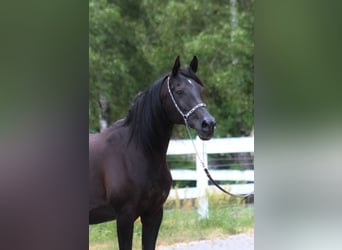 Arabian horses, Mare, 15 years, 15 hh, Black
