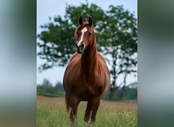 Arabian horses, Mare, 15 years, 15 hh, Chestnut-Red
