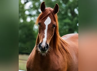 Arabian horses, Mare, 15 years, 15 hh, Chestnut-Red