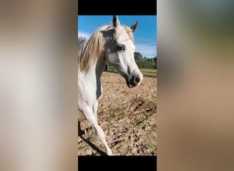 Arabian horses, Mare, 15 years, 15 hh, White