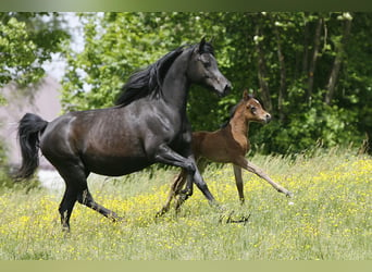Arabian horses, Mare, 16 years, 14.1 hh, Black