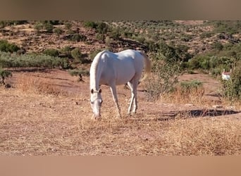 Vollblutaraber, Stute, 16 Jahre, 14,1 hh, White