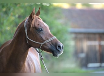 Arabian horses, Mare, 16 years, 14.3 hh, Chestnut