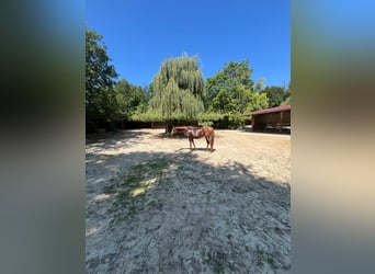 Arabian horses, Mare, 16 years, 14.3 hh, Chestnut