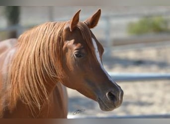 Vollblutaraber, Stute, 16 Jahre, 14,3 hh, Fuchs