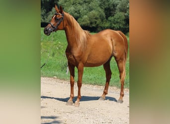 Arabian horses, Mare, 16 years, 15.1 hh, Chestnut