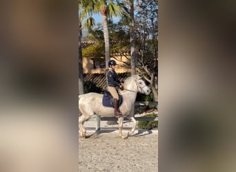 Arabian horses, Mare, 16 years, 15,2 hh, Gray-Fleabitten