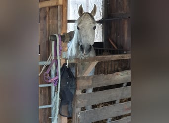 Arabian horses, Mare, 16 years, 15 hh, Grey-Fleabitten