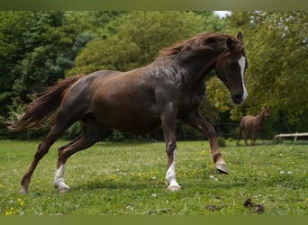 Arabian horses, Mare, 16 years, 15,1 hh, Chestnut-Red