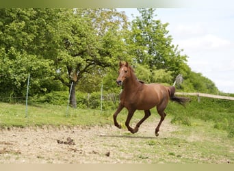 Arabian horses, Mare, 16 years, 15,1 hh, Chestnut-Red