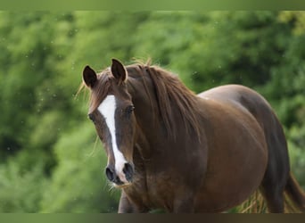 Arabian horses, Mare, 16 years, 15,1 hh, Chestnut-Red