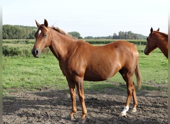 Arabian horses, Mare, 17 years, 14,1 hh, Chestnut-Red