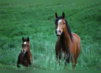 Arabian horses, Mare, 17 years, 14.2 hh, Bay-Dark