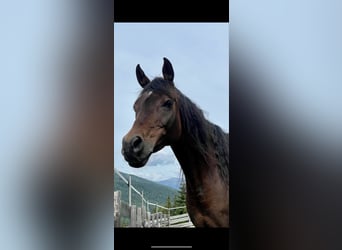 Arabian horses, Mare, 17 years, 14.3 hh, Bay-Dark