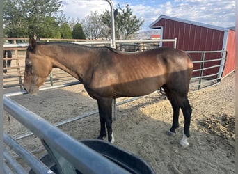 Vollblutaraber Mix, Stute, 17 Jahre, 14 hh, Brauner