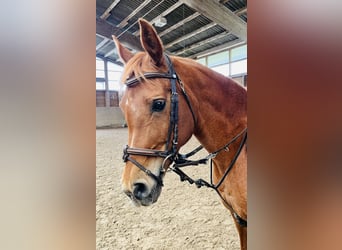 Arabian horses, Mare, 17 years, 15.1 hh, Chestnut-Red