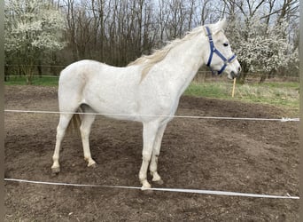 Arabian horses, Mare, 17 years, 15,3 hh, Gray