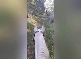 Arabian horses, Mare, 17 years, 15,3 hh, Gray