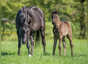 Arabian horses, Mare, 17 years, 15,1 hh, Black
