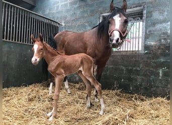 Arabian horses, Mare, 17 years, 15,1 hh, Brown
