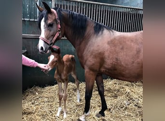 Arabian horses, Mare, 17 years, 15,1 hh, Brown