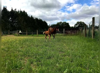 Arabian horses, Mare, 17 years, 15,1 hh, Brown