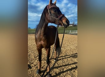 Arabian horses, Mare, 18 years, 14.3 hh, Bay-Dark