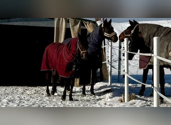 Arabian horses, Mare, 18 years, 14,3 hh, Bay-Dark