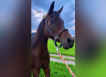 Arabian horses, Mare, 18 years, 14,3 hh, Bay-Dark