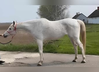 Arabian horses, Mare, 18 years, 15,3 hh, Gray