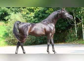 Arabian horses, Mare, 18 years, Gray