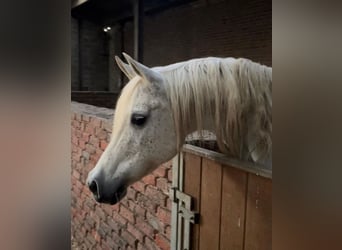 Arabian horses, Mare, 18 years, Leopard-Piebald