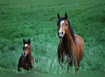 Arabian horses, Mare, 19 years, 14,2 hh, Bay-Dark