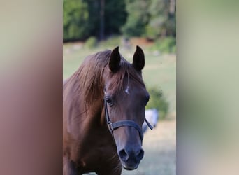 Arabian horses, Mare, 19 years, 15 hh, Chestnut-Red