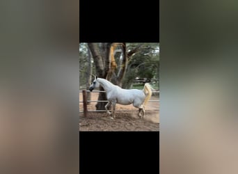 Arabian horses, Mare, 19 years, 15 hh, Grey
