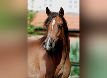 Arabian horses, Mare, 19 years, 15,1 hh, Brown