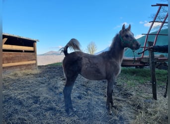 Arabian horses, Mare, 1 year, 12,2 hh, Gray-Fleabitten