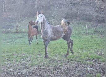 Arabian horses, Mare, 1 year, 12,2 hh, Gray-Fleabitten