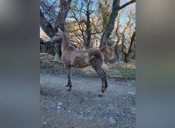 Arabian horses, Mare, 1 year, 12,2 hh, Gray-Fleabitten