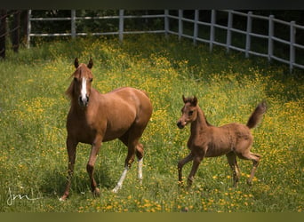 Arabian horses, Mare, 1 year, 12.3 hh, Brown