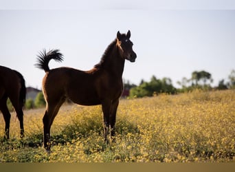 Arabian horses, Mare, 1 year, 13.2 hh, Bay-Dark