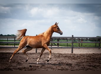 Arabian horses, Mare, 1 year, 14.1 hh, Chestnut-Red