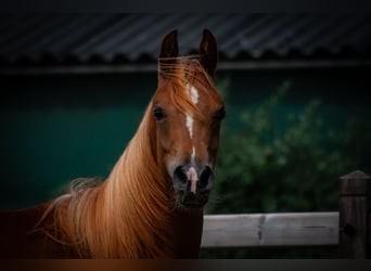 Arabian horses, Mare, 1 year, 14.1 hh, Chestnut-Red
