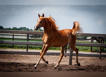 Arabian horses, Mare, 1 year, 14.1 hh, Chestnut-Red
