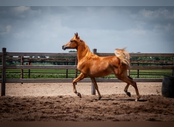Arabian horses, Mare, 1 year, 14.1 hh, Chestnut-Red