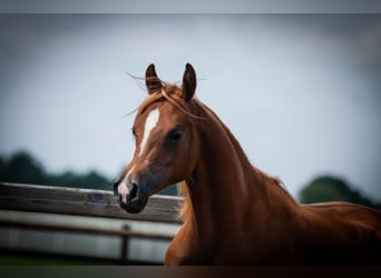 Arabian horses, Mare, 1 year, 14.1 hh, Chestnut-Red