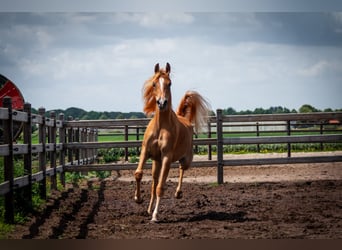 Arabian horses, Mare, 1 year, 14.1 hh, Chestnut-Red